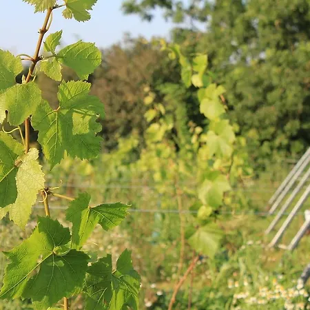 Bed & Breakfast 't Zwaluwnest Heuvelland